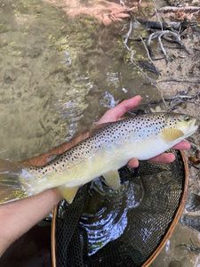 Brown Trout