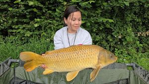 Common Carp