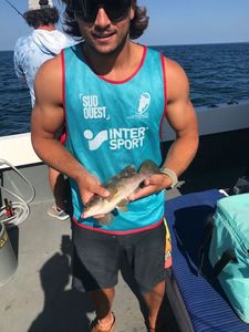 Ballan Wrasse