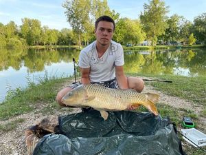 Common Carp