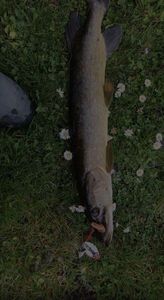 Northern Pike