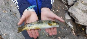 Brown Trout