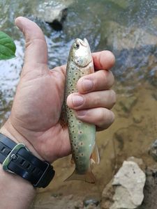 Brown Trout