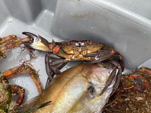Velvet Swimming Crab