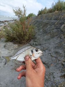 Black Seabream