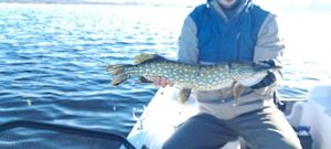 Northern Pike
