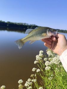 Largemouth Bass