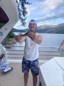 Bull Trout