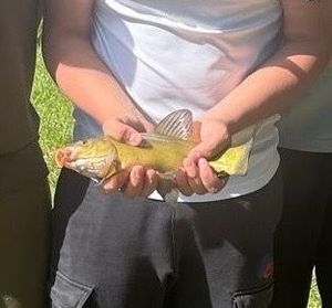Tench