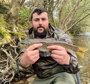 Brown Trout