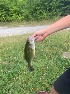 Smallmouth Bass