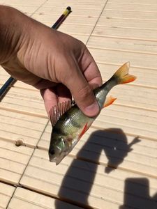 European Perch