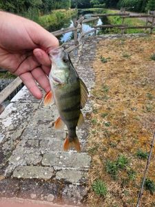 European Perch