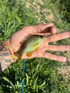 Green Sunfish