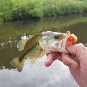 Largemouth Bass