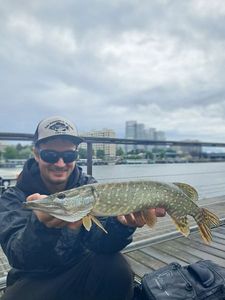 Northern Pike