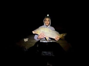 Common Carp