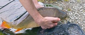 Mirror Carp