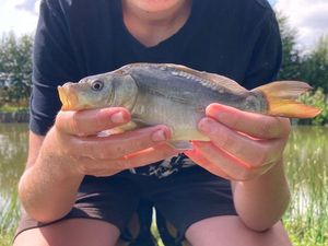 Mirror Carp