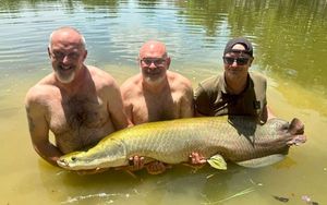 Arapaima