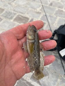 Giant Goby