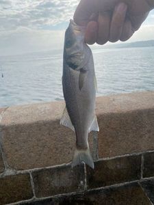 European Bass (Seabass)