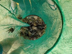 Crabes et touteaux