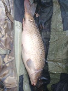 Common Carp