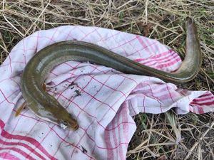 European Eel (Common Eel)