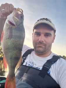 European Perch