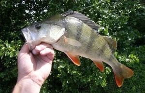 European Perch