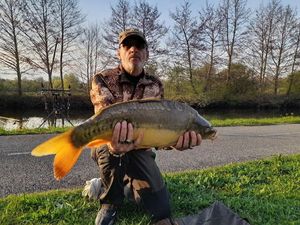 Mirror Carp