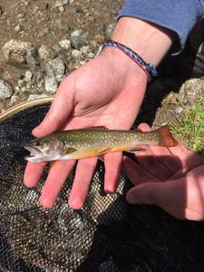 Brook Trout