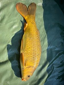Common Carp