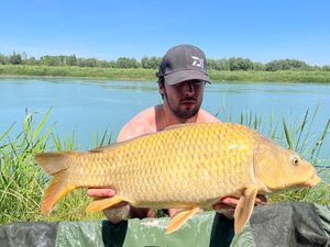 Common Carp