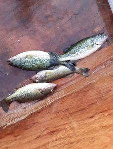 Largemouth Bass