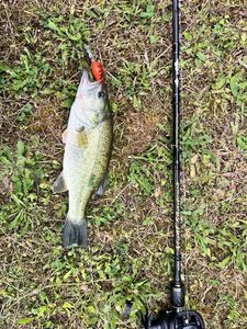 Largemouth Bass