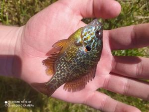 Pumpkinseed