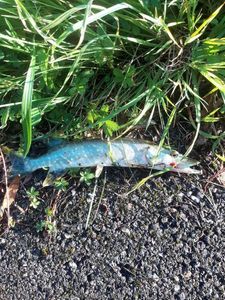 Northern Pike