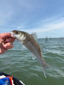 European Bass (Seabass)