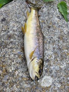 Brown Trout