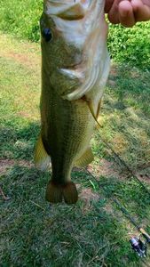 Largemouth Bass