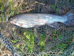 Brook Trout