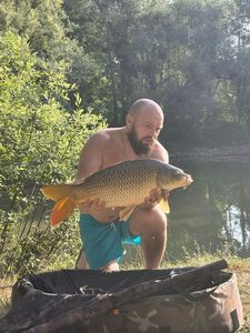 Common Carp