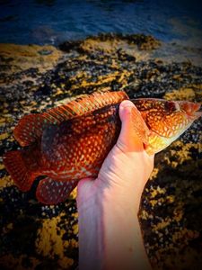 Ballan Wrasse