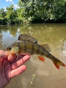 European Perch