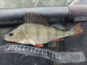 European Perch