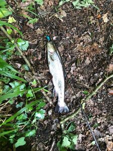 Brown Trout