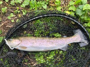 Rainbow Trout