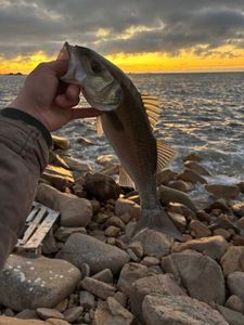 European Bass (Seabass)